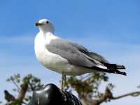IMG_0558