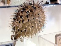 IMG_0592