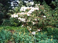 218246GOLDENGATEPARK