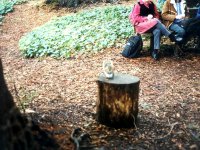218249GOLDENGATEPARK