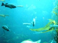 224304MONTEREYBAYAQUARIUM