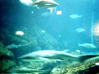 224305MONTEREYBAYAQUARIUM