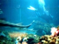 224306MONTEREYBAYAQUARIUM