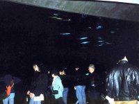 224307MONTEREYBAYAQUARIUM