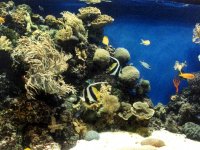 224308MONTEREYBAYAQUARIUM