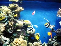 224309MONTEREYBAYAQUARIUM