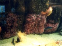 224312MONTEREYBAYAQUARIUM