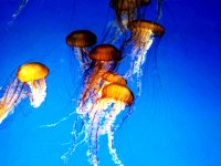 224318MONTEREYBAYAQUARIUM