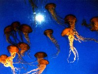 224319MONTEREYBAYAQUARIUM