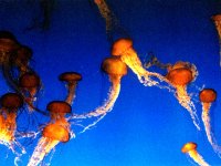 224320MONTEREYBAYAQUARIUM