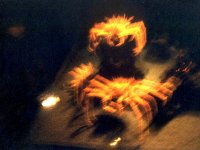 224323MONTEREYBAYAQUARIUM