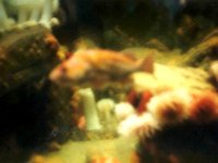 224324MONTEREYBAYAQUARIUM
