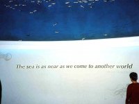 224326MONTEREYBAYAQUARIUM