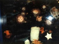 24313MONTEREYBAYAQUARIUM