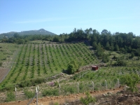 DSC09202