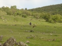 tayfun3