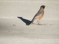 IMG_6500