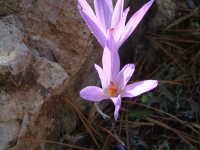 DSC01275
