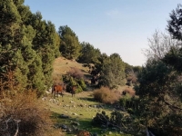 sp17