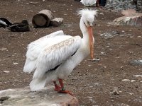 IMG_1066