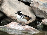 IMG_1077