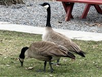 IMG_1132