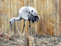 IMG_1154
