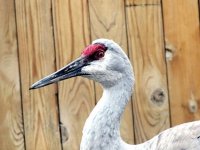 IMG_1155