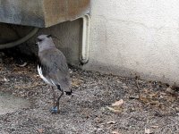 IMG_1175