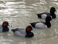 IMG_1178