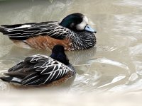 IMG_1187