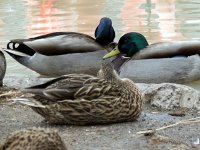 IMG_1192