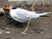 IMG_1336
