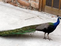 IMG_1350