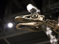 IMG_2550