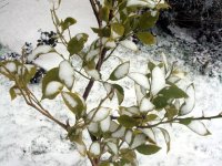 DSC01230