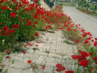 DSC08368