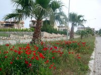 DSC08376