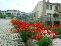 DSC08383