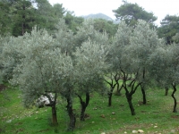 DSC00178 - Copy