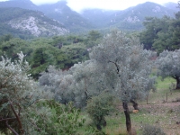 DSC00180 - Copy