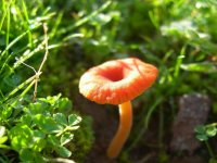 Yamanlar