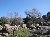 DSC09950